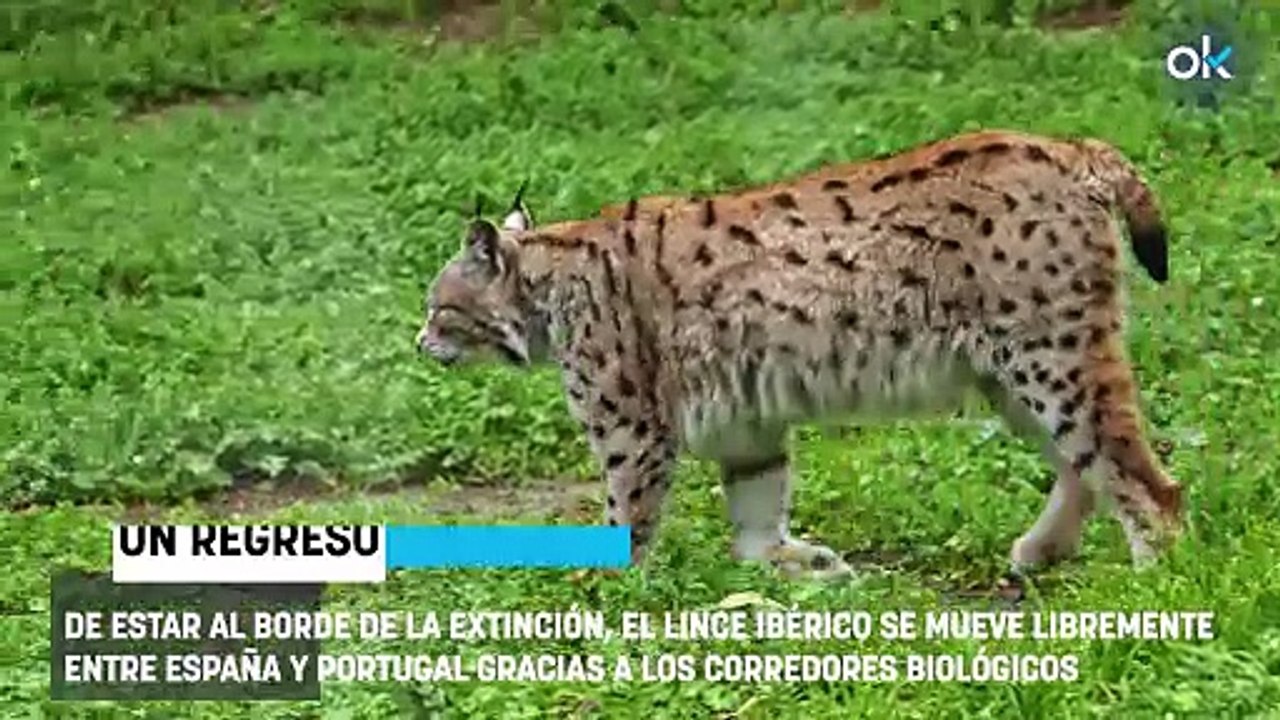 Los científicos no dan crédito: los linces de España y Portugal ya se mezclan y dejan de ser poblaciones aisladas