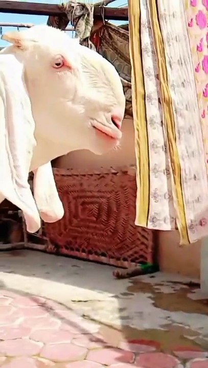 Fresh Cross Rajanpuri Pink Goat for Sale65