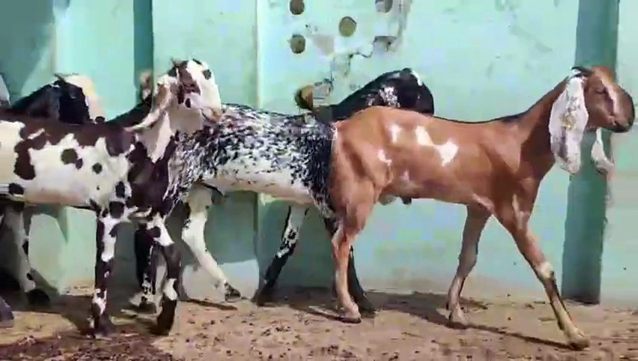 Makhi Cheenay/Beetal/Nagra 5 Beautiful Qurbani 2026 Goats for Sale