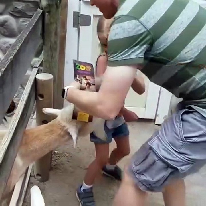 Compilations of the funniest moments on Earth