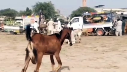 Nagra Goats Bakra & Bakri for Sale (Kheeray)