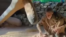 Traditional Water Powered Flour Mill of Kashmir | Jandar | A Timeless Heritage | @ShortFlowOfficial