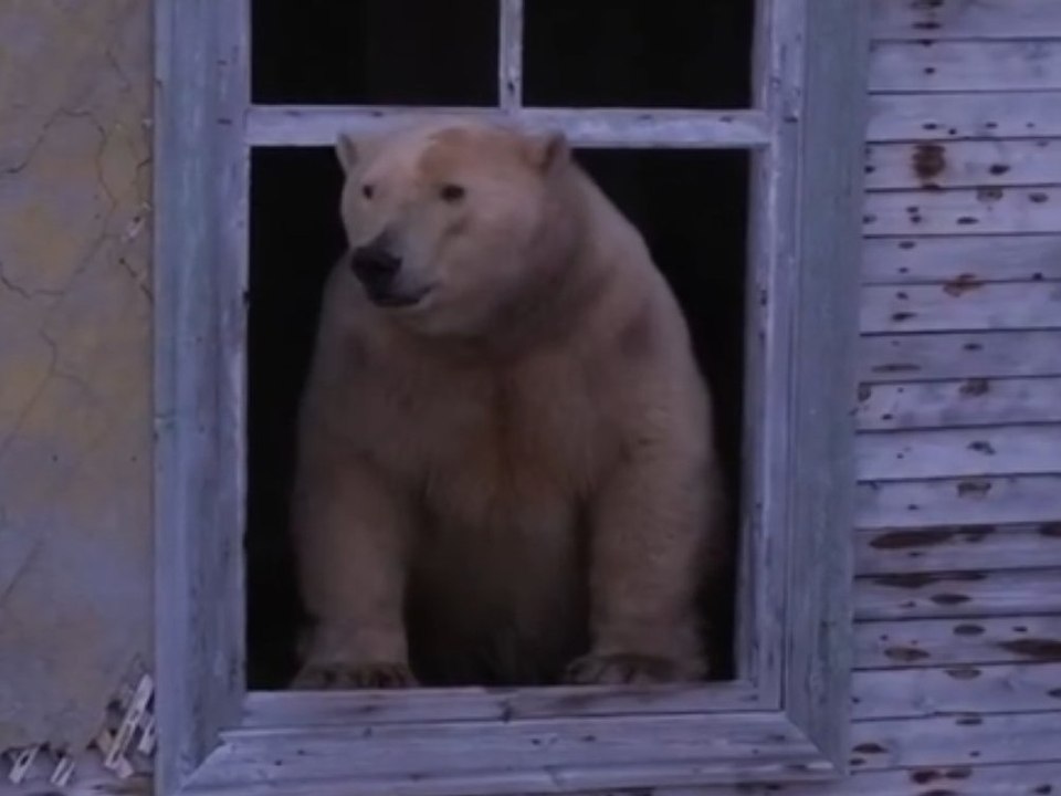 Kuriose Hausbesetzer: Eisbären ziehen in alte Forschungsstation ein