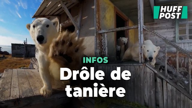 Cette famille d’ours polaires s’est installée dans une station de recherches abandonnée
