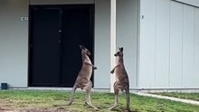 Kangaroo diaries only in Australia 🇦🇺