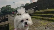 🔴 SUNDAY WALK WITH PICKLES AT INTRAMUROS MANILA #shihtzu