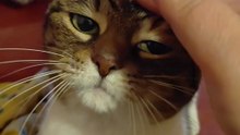 Evening Cuddles For A Good Night – And You Can’t Say No! 🐾💖 #shorts #cats #funnycats #viralcats #fyp