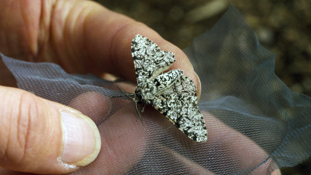 Darwin express - Les nouveaux défis de l'évolution