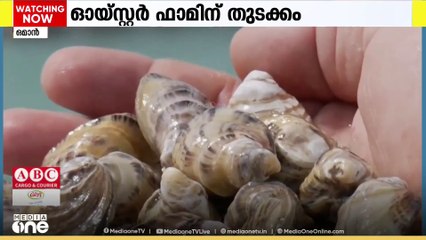 ഒമാനിൽ ആദ്യത്തെ ഓയ്സ്റ്റർ ഫാമിന് തുടക്കം; മസീറ ദ്വീപിലാണ്   പദ്ധതി നടപ്പിലാക്കിയത്