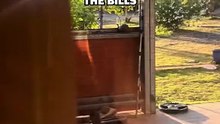 Kangaroos in Australia visiting home