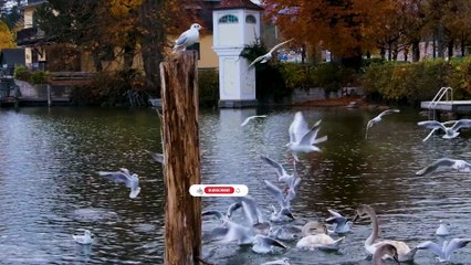 Morning Mist Harmony – Uplifting Tones for a Fresh Start