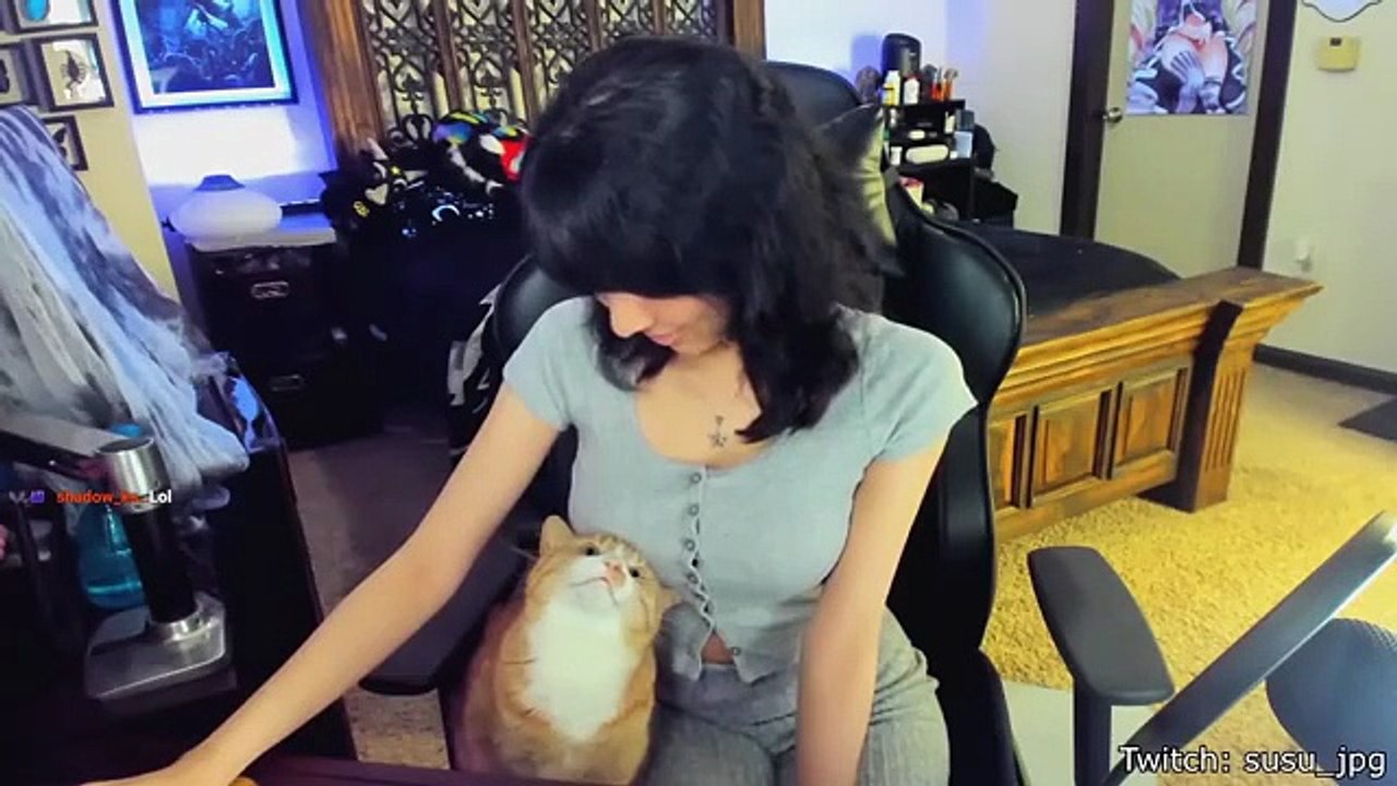 Best Cat Videos of the year