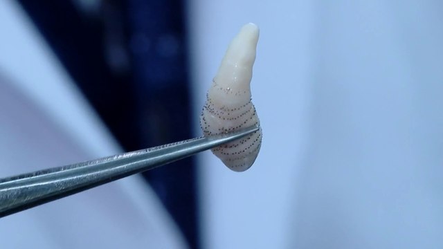 tn7-costa-rica-tercer-pais-de-la-region-con-mas-casos-de-gusano-barrenador-280925