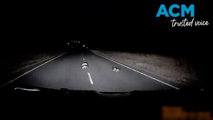 Echidna family waddles across a rural road
