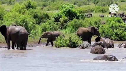Os animais mais fofos do mundo  n•129