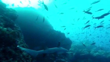 tn7-hasta-este-lunes-llegara-equipo-medico-que-trasladara-a-biologo-marino-desde-isla-del-coco-280925