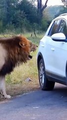 The king lion attacked on tourist car  wait for End #surahikhlas  #egzonibrahimi