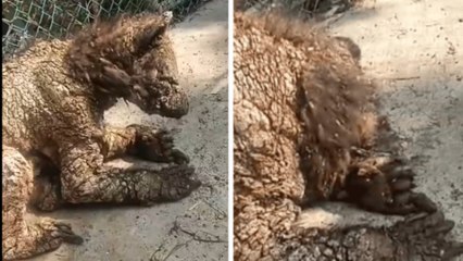 Caso osa Mina: trasladan de Monterrey a Hidalgo a osezna del Zoológico La Pastora tras delicado estado de salud