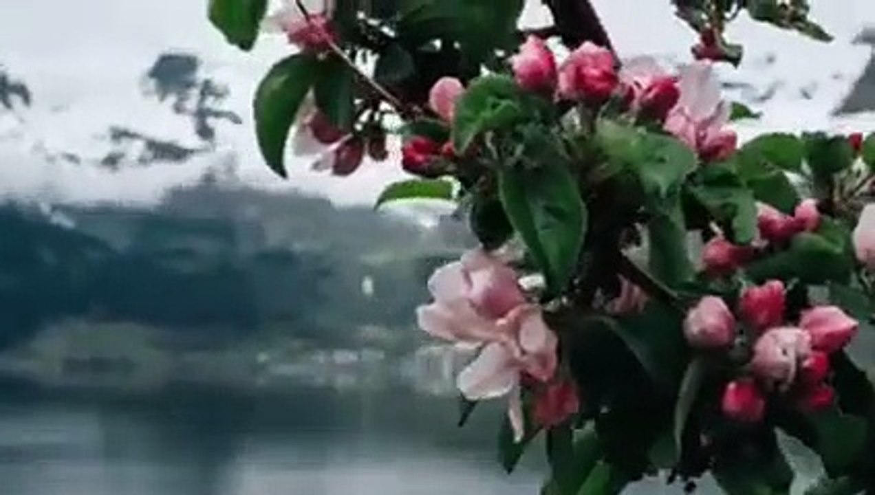 Surah Al Mulk 🌹♥️+  سورۃ الملک প্রতি রাতের সেরা আমল সূরা মূলক তেলাওয়াত full tilawat