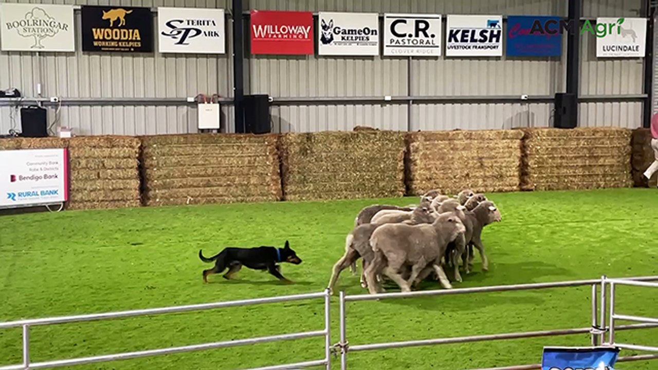 'Workhorse' Chugg gives local breeder top honours at Lucindale dog auction