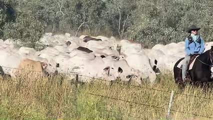 High-grade Brahmans being moved on Hayfield Station in the NT to spell country for pasture rehabilitation