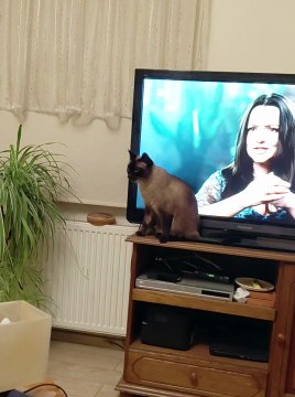 Future Star of Dancing With The Stars :) #shorts #cat #funny #funnycats #dance #viralcats #fyp #cute