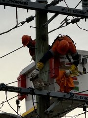 Curious koala rescued after climbing a power pole in Wauchope