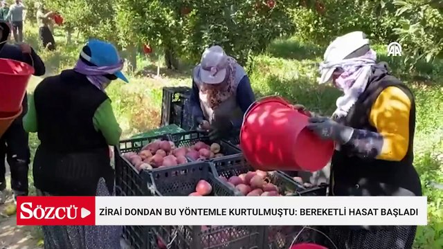 Zirai dondan bu yöntemle kurtulmuştu: Bereketli hasat başladı