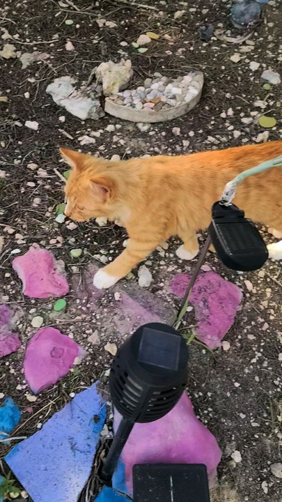 Orange Kitten Hissing At Black  Cat