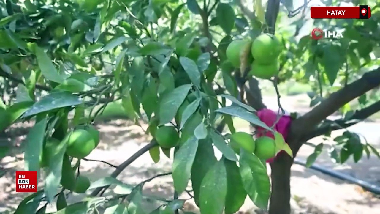 Hatay'da mandalina tarladan 30 TL ile 40 TL arasından alıcı buluyor