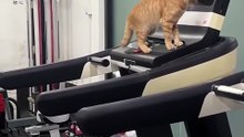 Self-disciplined cat