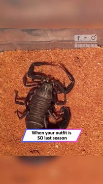 Oddly Satisfying Timelapse: Scorpion Shedding Its Old Skin|| Heartsome 💖