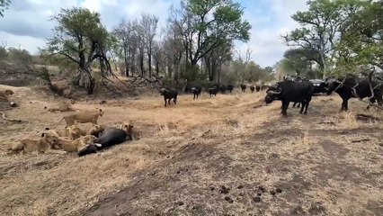 An EPIC SIGHTING! Battle between lions and buffalo 🦁🐃🤠
