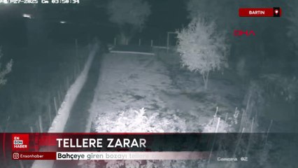 Bahçeye giren bozayı tellere zarar verdi