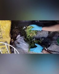 Kayseri'de 287 Kök Hint keneviri ve yasaklı maddeler ele geçirildi