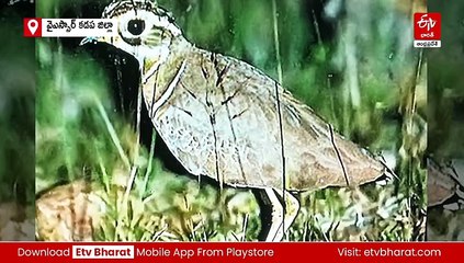 20 ఏళ్ల తర్వాత కలివికోడి కోడి కూత - 'ట్విక్ టూ, ట్విక్ టూ' మంటూ అరుపులు