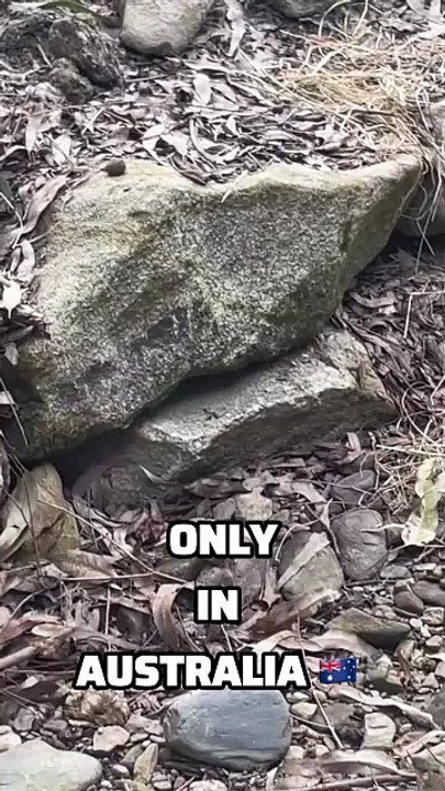 Kangaroos in Australia