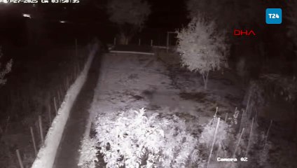 Bahçeye girip tellere zarar veren bozayı kamerada