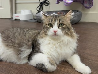 I went to Bedford Cat Café and it melted my heart