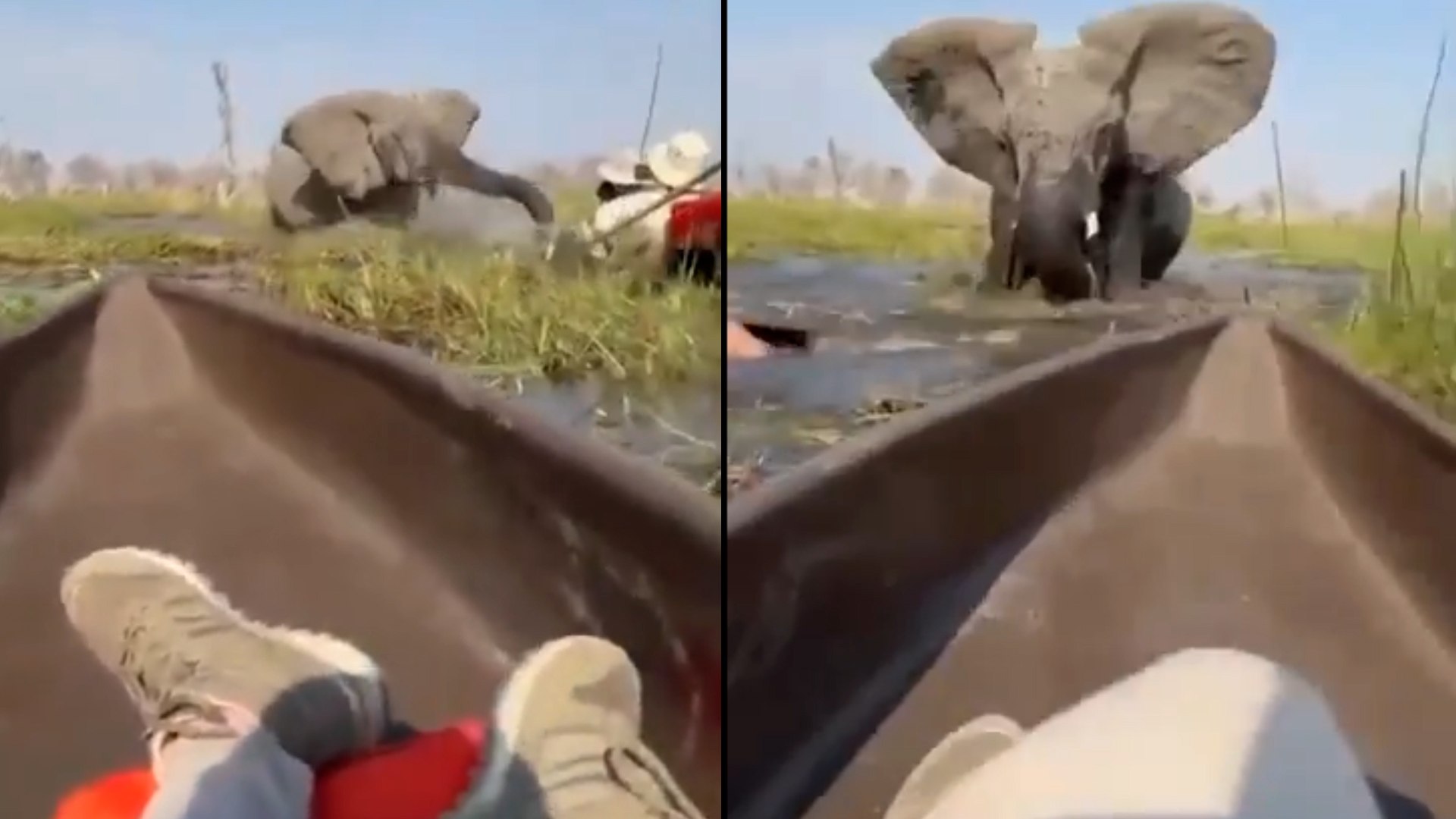 Las im�genes muestran un peligroso encuentro cercano entre un grupo de turistas y un elefante en el delta del r�o Okavango, en Botsuana. El elefante literalmente embisti� y volc� las canoas que transportaban a los turistas, que acabaron en el agua. Los gu�as intentaron ahuyentar al animal, pero no lo lograron.