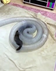 There is no feeling of boredom in animals! They know how to have fun! ❤️😂