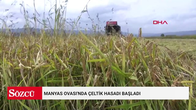 Manyas Ovası'nda çeltik hasadı başladı