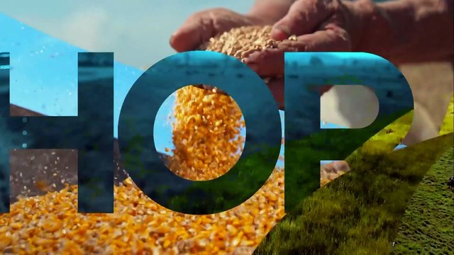 Mariana Grilli: Recuperações judiciais no agronegócio disparam 31,7% no 2º trimestre