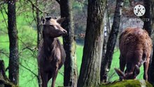 ANIMALS _ ANIMAIS N•85