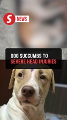 Dog in viral video died of severe head injuries, says Perak DVS