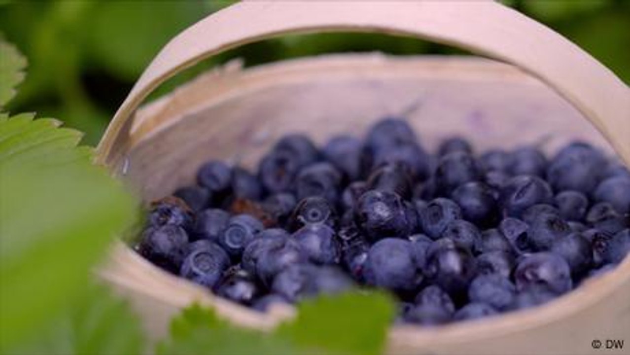 Finland's wild love for blueberries