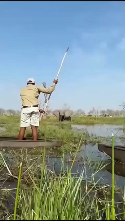 elefante
