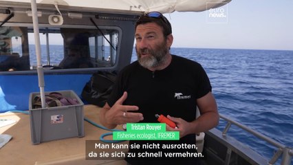 Die Wissenschaft hinter der erstaunlichen Erholung des Roten Thuns in Europa