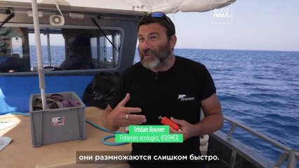 Ловись, рыбка, большая, но не маленькая: французский учёный — о спасении средиземноморского тунца