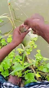Hook Fishing 🎣🐟Catching Fish Hunting By Hook ~Fishing in Village Pond #shortsvideo #fishing #fish